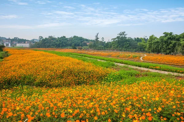 Chongqing Bananhua λουλούδια στον κόσμο με κήπο γεμάτο λουλούδια σε πλήρη άνθιση — Φωτογραφία Αρχείου