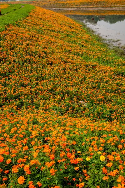 Chongqing Bananhua flores no jardim do mundo cheio de flores em plena floração — Fotografia de Stock