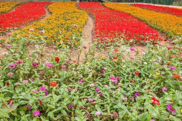 Chongqing Bananhua bloemen in de wereld tuin vol bloemen in volle bloei — Stockfoto