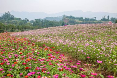 Chongqing Banan çiçekler ve ağaçlar tam çiçeklenme Gesang çiçekler dünya bahçesinde
