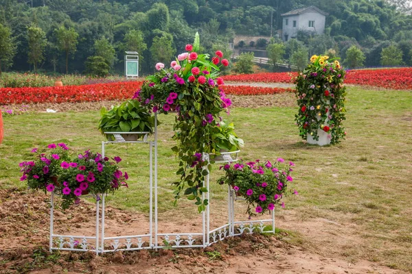Chongqing Bananhua-Blumen im Weltgarten voller Blumen in voller Blüte — Stockfoto