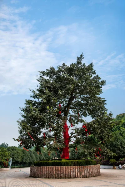 Дерево Чунцин Bananhua деревини світу сад зони обслуговування — стокове фото