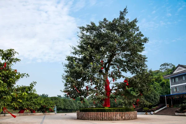 Un árbol de Chongqing Bananhua Wood World Garden Service Área —  Fotos de Stock