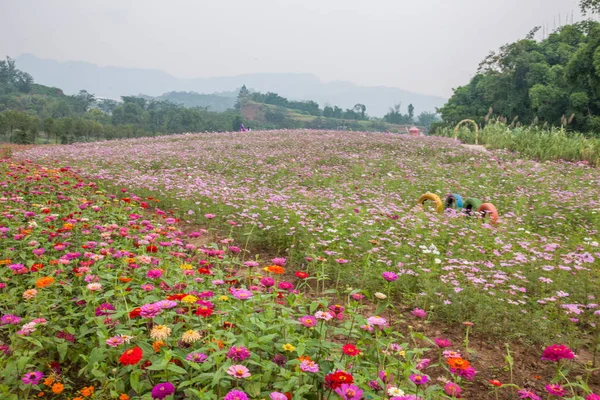 Chongqing Banan flores e árvores no jardim do mundo em flor cheia Gesang flores — Fotografia de Stock