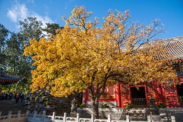 Beijing Xiangshan Park Xiangshan Qin political temple courtyard
