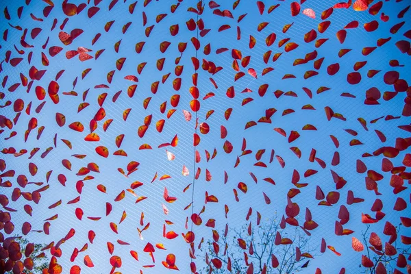 Beijing Xiangshan Park Hongye Festival on the layout of the artificial red leaf network — Stock Photo, Image