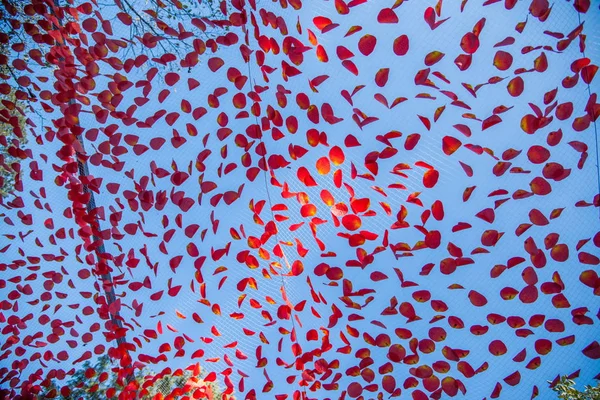 Beijing Xiangshan Park Hongye Festival on the layout of the artificial red leaf network — Stock Photo, Image