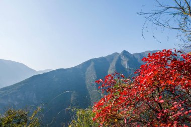Yangtze Nehri üç Gorges cadı Vadisi Kanyon Wushan kırmızı yaprakları