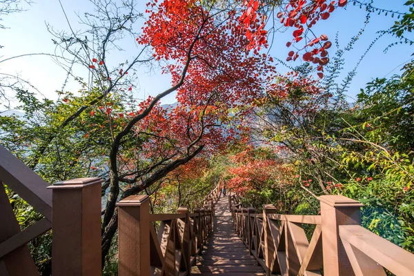 Yangtse-Fluss drei Schluchten Hexentalschlucht Wushan rote Blätter — Stockfoto