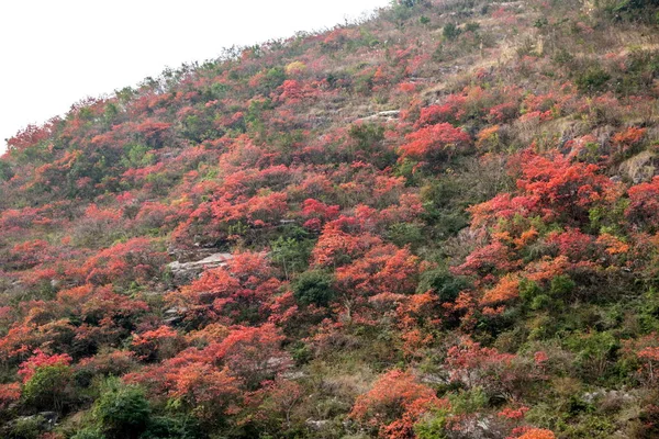 Chongqing Wushan Daning rzeki trzy wąwozy Canyon jesienne liście — Zdjęcie stockowe