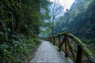 Hubei Zigui üç Gorges bambu deniz Tianshui Gap