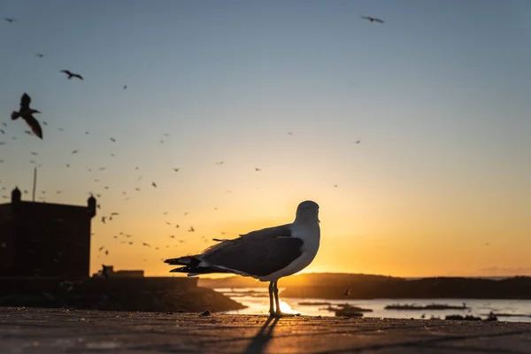 Seagull watching the sunset in Essaouira, Morocco — Stock Photo, Image