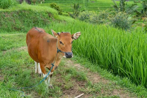 Balinese domestic cow standing in Jatiluwih rice fields, Bali - Indonesia