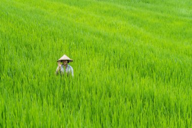 Balili kadın Jatiluwih pirinç tarlalarında çalışan bir şapka takıyor, Bali - Endonezya