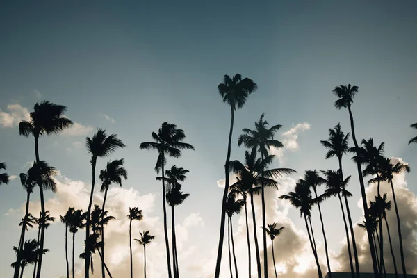 Gün Batımında Palmiye Ağaçları — Stok fotoğraf