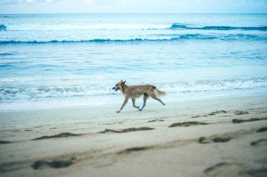 Dominik Cumhuriyeti 'nde Atlantik Okyanusu kıyısında koşan bir köpek. Okyanusun turkuaz dalgaları yumuşak kumda yuvarlanıyor. Güzel ufuk.