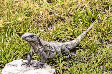 Siyah dikenli bir iguananın yeşil bir çim kayasının üzerinde duruşu.