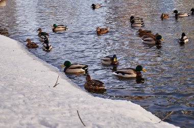 Şehirdeki nehirde yüzen ördekler