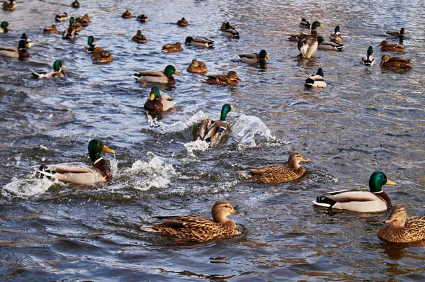 Ducks floating on the river in the city — Stock Photo, Image