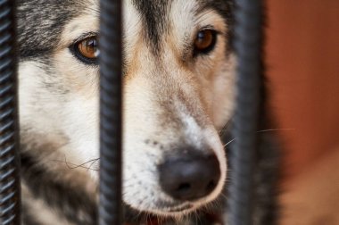 Köpek kulübesinde bir kafesin arkasında dinlenirken hüzünlü bir manzara.