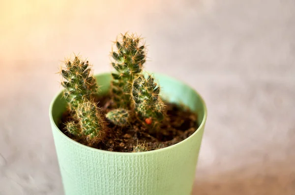 Potted Plant Standing Textured Concrete Surface Copy Space — Stock Photo, Image