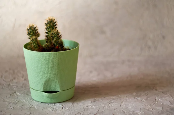 Potted Plant Standing Textured Concrete Surface Copy Space — Stock Photo, Image