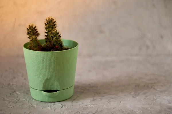 Potted Plant Standing Textured Concrete Surface Copy Space — Stock Photo, Image