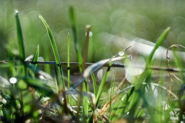 Sabahın erken saatlerinde taze çimenleri çiğ damlalarıyla kapatın. Güzel doğal bokeh.