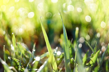 Sabahın erken saatlerinde taze çimenleri çiğ damlalarıyla kapatın. Güzel doğal bokeh.