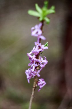 İlkbaharda ormanın yabani çiçekleri.