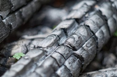 Bir yığın kömür. Ateş yeri