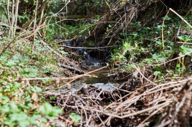 Güneşli bir günde küçük bir orman deresi.