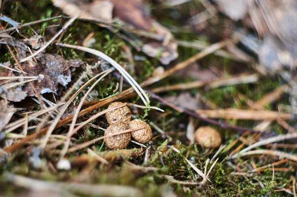 Bellissimo Muschio Verde Sul Terreno Della Foresta Vicino — Foto Stock