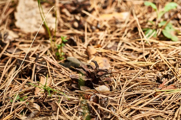 Coni Abete Sul Fondo Della Foresta Con Intenzionale Profondità Campo — Foto Stock