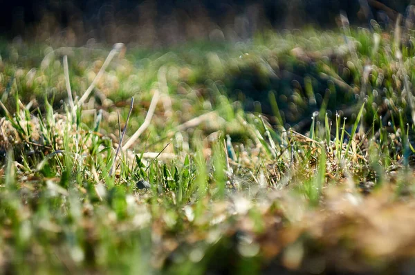 Nahaufnahme Von Frischem Gras Mit Tautropfen Frühen Morgen Wunderschönes Natürliches — Stockfoto