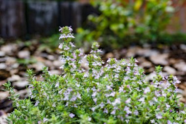 Bahçedeki kekik çiçeği.