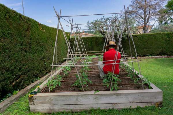 mature man planting a harvest in the home garden
