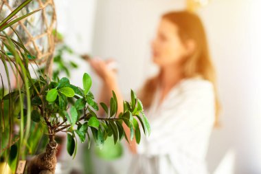 Genç bir kadın ev bitkileriyle ilgileniyor, bahçe işleriyle uğraşıyor. Parlak bir pencerenin yanında elinde bonsai tutan güzel bir genç kadın için ev aktivitesi