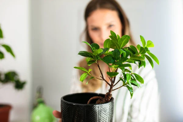 Ciouse Dari Tanaman Rumah Bonsai Sebuah Dengan Seorang Wanita Muda — Stok Foto