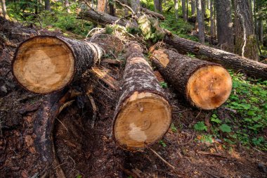 Ulusal parktaki ağaçları ve arka plandaki derin yeşil ormanı kes.