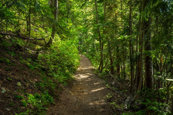 Sentier Étroit Dans Forêt Verdoyante Non Loin Seattle Images De Stock Libres De Droits