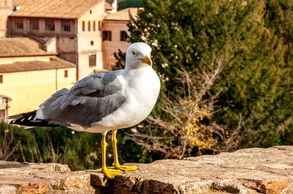 White gull sitting on the stone wall with city buildings on the — Stock Photo, Image