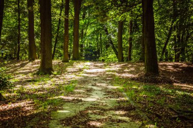 Ağaçların arasında parlayan küçük güneş ışınları olan derin yeşil orman.