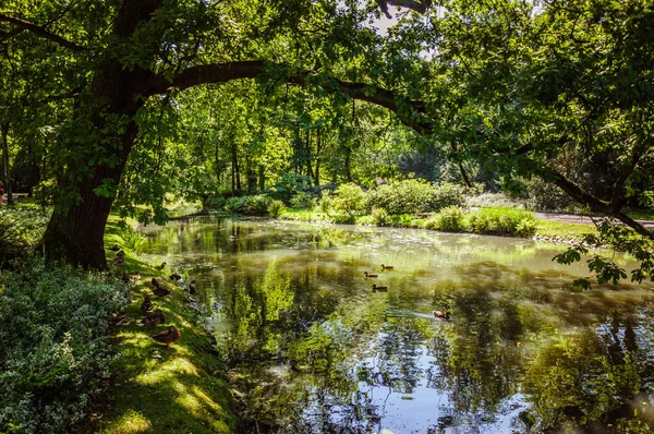Small Clear Lake Green Park Summer Huge Tree Small Ducks — Stock Photo, Image