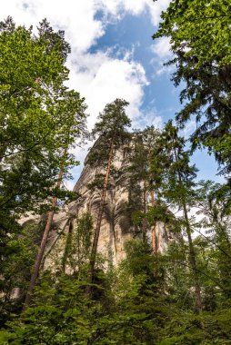 Uzun ağaçlı yeşil orman ve arka planda büyük kaya.