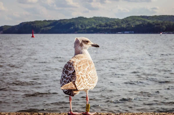 Nahaufnahme Einer Möwe Auf Der Seebrücke Der Ostsee — Stockfoto