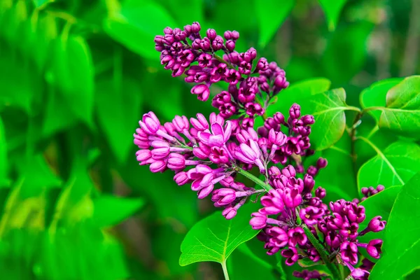 Bright blooming lilac — Stock Photo, Image