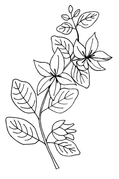 Lysimachia Nummularia Plant Simple Vector Illustration Traced Drawing Black Ink — Stock Vector