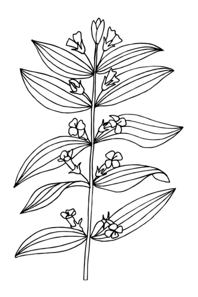 Gratiola Officinalis Common Hedgehyssop Herb Grace Plant Simple Vector Illustration - Stok Vektor