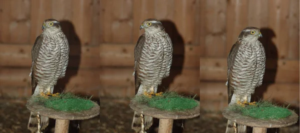 Sperber Zoo Drei Möglichkeiten — Stockfoto